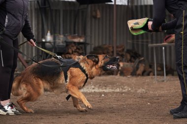 Köpek köpek kollarını avlar ve sahibini korur. Alman çoban köpeğinin koruyucu eğitimi. Köpek kulübesinde çalışmanın siyah ve kırmızı renkleri.