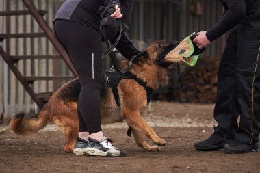 Köpek güçlü bir çeneyle köpek kolunu ısırır. Alman çoban köpeğinin koruyucu eğitimi. Köpek kulübesinde çalışmanın siyah ve kırmızı renkleri.