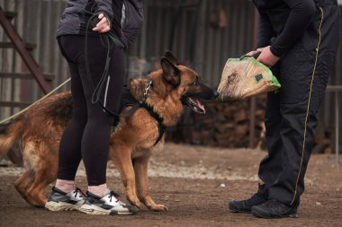 Köpek köpek kollarını avlar ve sahibini korur. Alman çoban köpeğinin koruyucu eğitimi. Köpek kulübesinde çalışmanın siyah ve kırmızı renkleri.