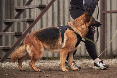 Köpek sahibinin yanında durur ve onu korur. Alman çoban köpeğinin koruyucu eğitimi. Köpek kulübesinde çalışmanın siyah ve kırmızı renkleri.