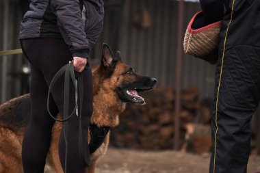 Köpek köpek kollarını avlar ve sahibini korur. Alman çoban köpeğinin koruyucu eğitimi. Köpek kulübesinde çalışmanın siyah ve kırmızı renkleri.