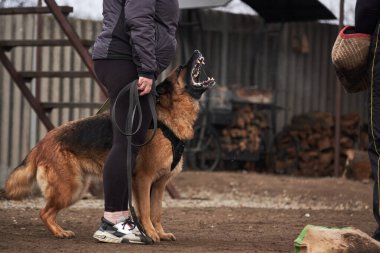 Köpek sahibini korur ve antrenöre havlar. Alman çoban köpeğinin koruyucu eğitimi. Köpek kulübesinde çalışmanın siyah ve kırmızı renkleri.