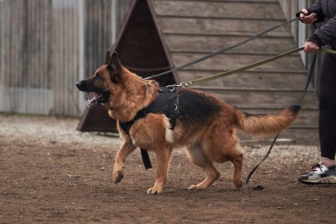Köpek sahibinin yanında durur ve onu korur. Alman çoban köpeğinin koruyucu eğitimi. Köpek kulübesinde çalışmanın siyah ve kırmızı renkleri.