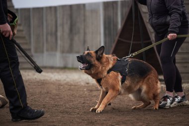 Köpek sahibini korur ve antrenöre havlar. Alman çoban köpeğinin koruyucu eğitimi. Köpek kulübesinde çalışmanın siyah ve kırmızı renkleri.