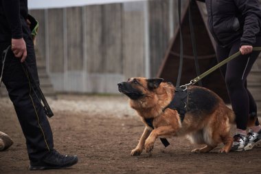 Köpek sahibini korur ve antrenöre havlar. Alman çoban köpeğinin koruyucu eğitimi. Köpek kulübesinde çalışmanın siyah ve kırmızı renkleri.