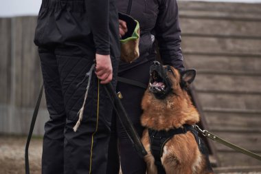 Köpek sahibini korur ve antrenöre havlar. Alman çoban köpeğinin koruyucu eğitimi. Köpek kulübesinde çalışmanın siyah ve kırmızı renkleri.