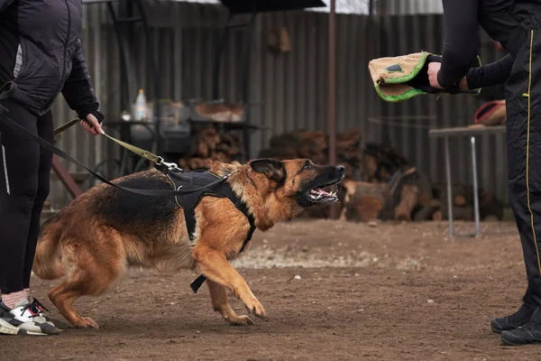 Dog hunts canine sleeve and protects its owner. Protective training of German shepherd dog. Shepherd black and red color of working breeding from kennel.