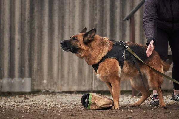 Dog stands next to owner and protects him. Protective training of German shepherd dog. Shepherd black and red color of working breeding from kennel.