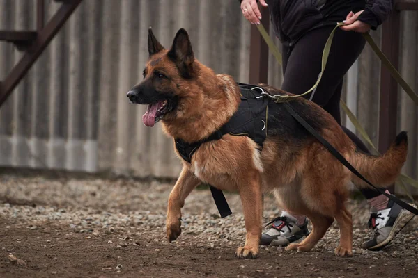 Köpek sahibinin yanında durur ve onu korur. Alman çoban köpeğinin koruyucu eğitimi. Köpek kulübesinde çalışmanın siyah ve kırmızı renkleri.