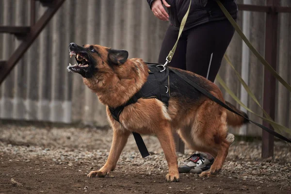 Σκύλος Προστατεύει Τον Ιδιοκτήτη Του Και Γαβγίζει Εκπαιδευτή Προστατευτική Εκπαίδευση — Φωτογραφία Αρχείου