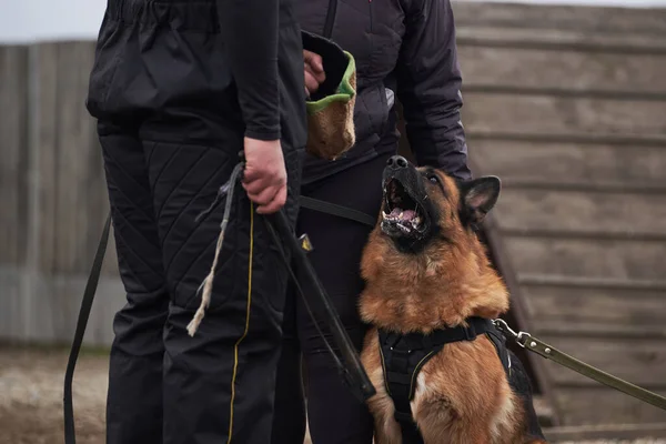 Dog protects its owner and barks at trainer. Protective training of German shepherd dog. Shepherd black and red color of working breeding from kennel.