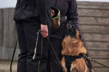 Köpek sahibini korur ve antrenöre havlar. Alman çoban köpeğinin koruyucu eğitimi. Köpek kulübesinde çalışmanın siyah ve kırmızı renkleri.