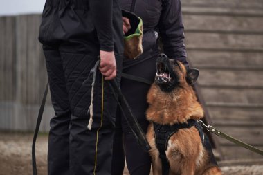Köpek sahibini korur ve antrenöre havlar. Alman çoban köpeğinin koruyucu eğitimi. Köpek kulübesinde çalışmanın siyah ve kırmızı renkleri.