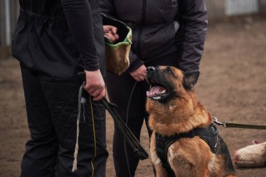 Köpek sahibini korur ve antrenöre havlar. Alman çoban köpeğinin koruyucu eğitimi. Köpek kulübesinde çalışmanın siyah ve kırmızı renkleri.