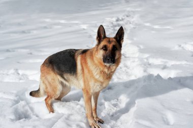 Alman çoban köpeği siyah ve kırmızı rengi beyaz karda duruyor ve poz veriyor. Saf köpeğin yatay formatta, köpek kulübesinden çekilmiş güzel bir kış fotoğrafı. Soğuk kış ormanlarında evcil hayvanlarla aktif bir yürüyüş..