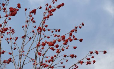 Beyaz bulutlu mavi gökyüzünün arka planında kırmızı viburnum böğürtlenleriyle süslenmiş ağaç dalları. Olgun mevsimlik kırmızı orman meyveleri kışın ağaçta yetişir. Yatay Pankart.