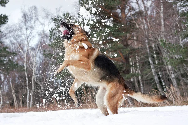 German Shepherd Black Red Snowy Winter Forest Rejoices Catches Snow — Stock Photo, Image