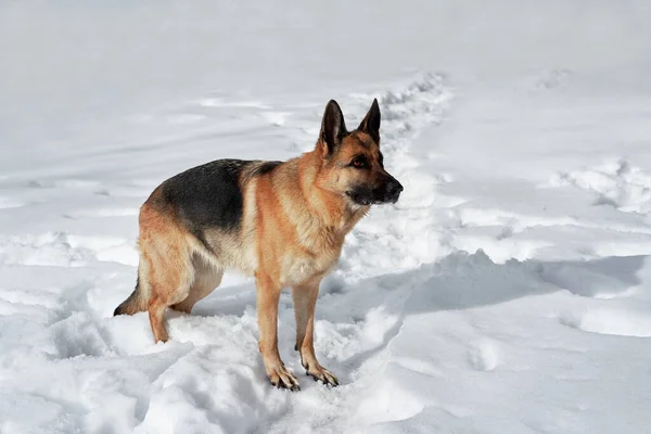 ドイツの羊飼いの黒と赤の色は白い雪とポーズに立っている 水平方向に犬小屋からの純血犬の美しい冬の写真 寒い冬の森の中でペットとアクティブな散歩 — ストック写真