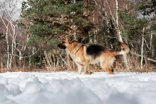 Pastor Alemão Cor Preta Vermelha Caminha Através Neve Floresta Contra — Fotografia de Stock