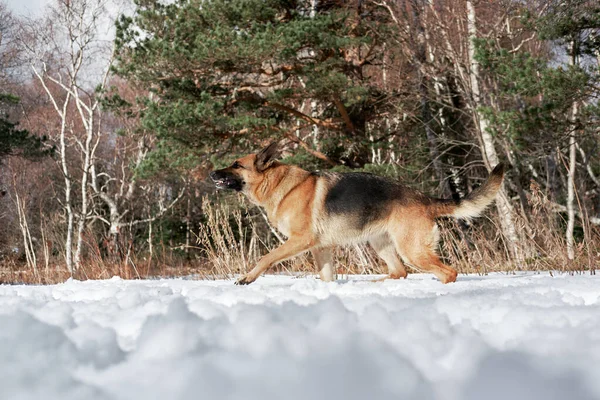 German Shepherd Black Red Color Walks Snow Forest Background Green — Stock Photo, Image