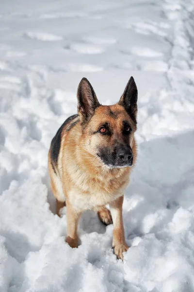 黒と赤のドイツの羊飼いは雪の中に座って 所有者でインテリジェント茶色の目で見えます 新鮮な空気の中で公園で霜の冬に犬と一緒に歩く — ストック写真
