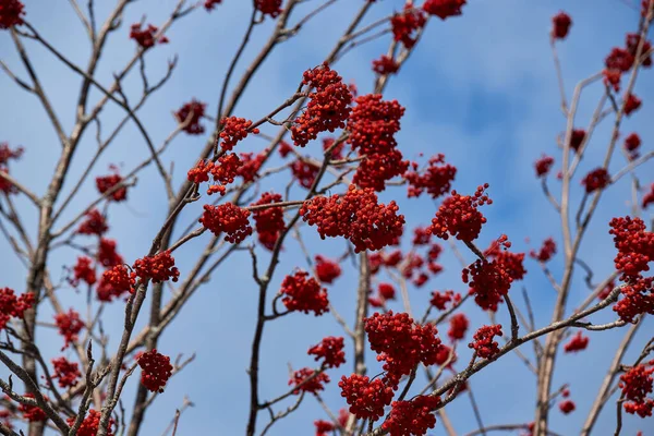 Des Branches Arbres Parsemées Baies Rouges Viorne Sur Fond Ciel — Photo