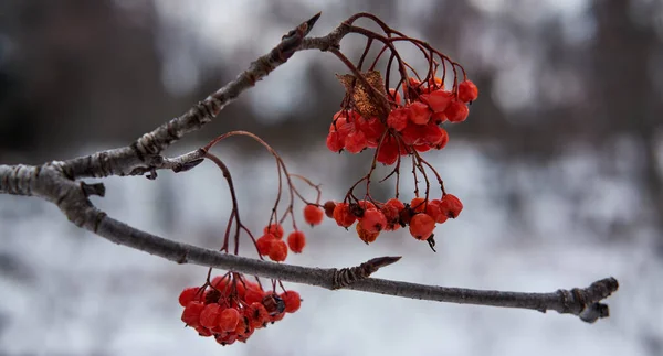 Branche Arbre Avec Bouquet Baies Viorne Utiles Mûres Rouges Délicieuse — Photo