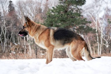 Güzel genç kız köpek Alman çoban köpeği yetiştirir. Siyah ve kırmızı renkler kar ormanlarında durur ve poz verir. Yeşil kozalaklı ağaçların arka planında büyüleyici safkan köpek, yatay resim.