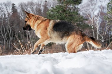 Güzel genç kız köpek Alman çoban köpeği yetiştirir. Siyah ve kırmızı renkler kar ormanlarında durur ve poz verir. Yeşil kozalaklı ağaçların arka planında büyüleyici safkan köpek, yatay resim.