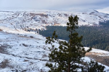 Arka planda yeşil ladin dalları ve karla kaplı dağlar var. Sebzeler, kış kozalaklı ormanlar. Yazı için yeri olan yatay afiş. Doğayla birlik.