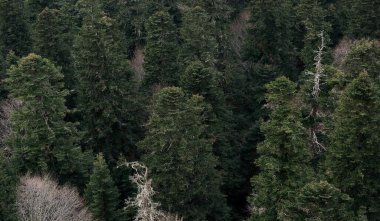 Yeşil kozalaklı çam ağacı ve ladin ormanının uzaktan görünüşü. Ebediyete kadar yeşil ağaçlı pankart ve yazı için bolca yer. Tarafsız orman geçmişi.