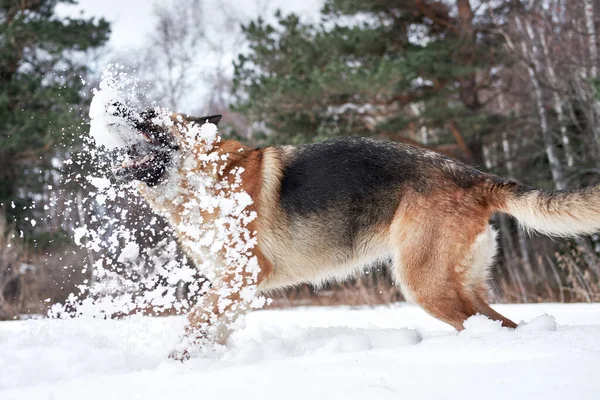 雪の多い冬の森の中でドイツの羊飼いの黒と赤は喜びと口で雪をキャッチします 霜の多い森の中を歩く人工降雪と幸せな犬 新鮮な空気中の犬とのアクティブなゲーム — ストック写真