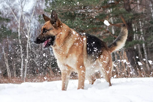 German Shepherd Black Red Snowy Winter Forest Rejoices Catches Snow — Stock Photo, Image