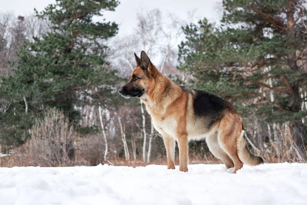 美しい若い女の子の犬の品種ドイツの羊飼いの黒と赤の色は冬の雪の森とポーズに立っています 緑の針葉樹の背景に魅力的な純血犬 水平方向の画像 — ストック写真