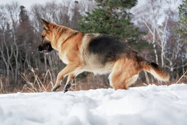 Beautiful Young Girl Dog Breed German Shepherd Black Red Color — Stock Photo, Image