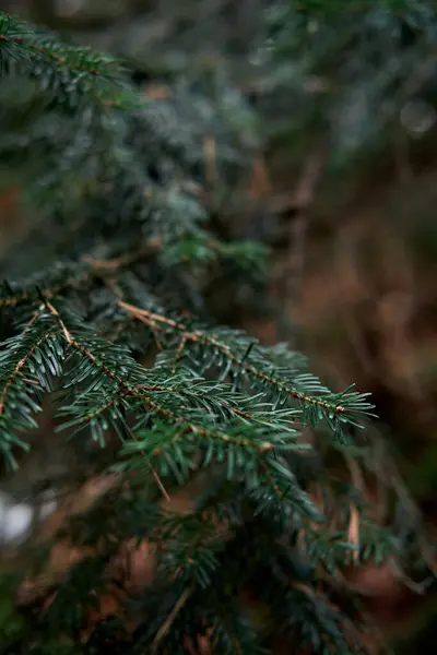 Green Branches Spruce Close Evergreen Tree Grows Coniferous Forest Beautiful — Stock Photo, Image