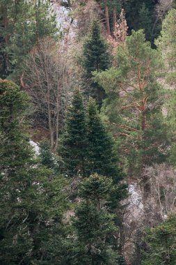 Uzaktan yeşil kozalaklı çam ağaçları ve ladin ormanlarının manzarası. Dağlarda, yeşil dallarda, köknar ve çam ağaçlarının tepelerinde kar. Doğa ve kış ormanlarının dikey ekran koruyucusu.