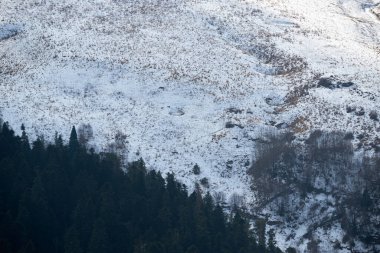 Uzakta kozalaklı koyu yeşil orman ve arka planda yüksek karlı dağlar. Kışın Rusya 'nın Kafkas rezervi. Doğanın gücü ve görkemi.