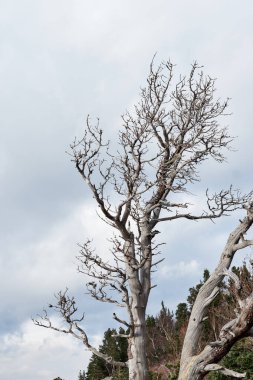 Bulutlu beyaz gökyüzüne gömülmüş dalları olan eski yalnız çam ağaçları. Sis kaplı dağlar ve hüzünlü bir ağaç.