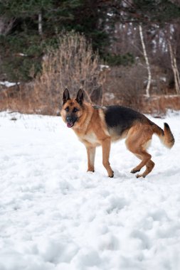 Alman çoban köpeği kışın karla kaplı ormanda yürürken siyah ve kırmızı renkte. Büyüleyici safkan köpek kar yığınlarında yürüyor ve parkta temiz hava soluyor..