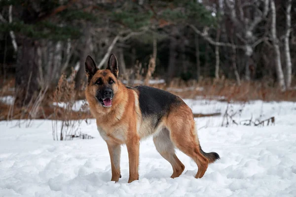 German Shepherd Stands Beautifully Pure White Snow Winter Background Forest — Stock Photo, Image