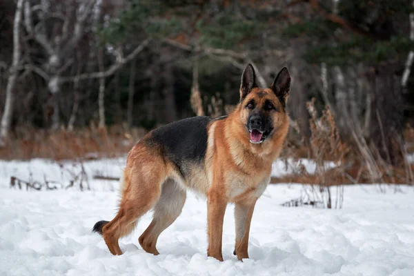 German Shepherd Stands Beautifully Pure White Snow Winter Background Forest — Stock Photo, Image