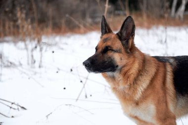 Beyaz kar ve ormanın arka planında siyah ve kırmızı Alman çoban köpeğinin güzel portresi. Büyük safkan köpeğin kış portresi, yatay afiş. Çoban köpeği zevkten gözlerini kapattı..