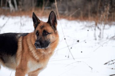 Beyaz kar ve ormanın arka planında siyah ve kırmızı Alman çoban köpeğinin güzel portresi. Büyük safkan köpeğin kış portresi, yatay bayrak.
