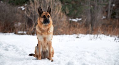 Siyah ve kırmızı renkte güzel bir Alman çoban köpeği ormanın arka planında karda oturur ve dikkatlice ilerisine bakar. Çekici safkan köpek kış bayrağında.