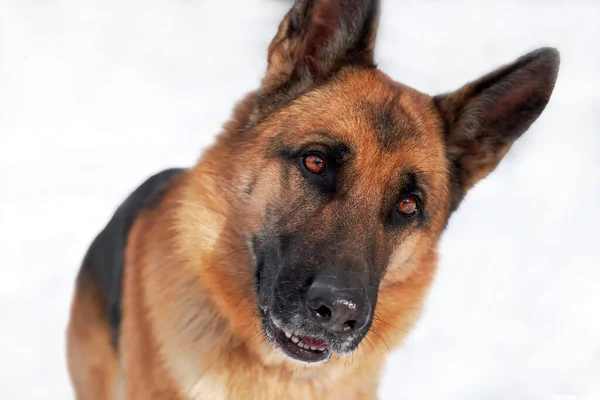 白い雪の背景に黒と赤のドイツの羊飼いの美しい肖像画 大型純血犬の冬の肖像画 水平バナー — ストック写真