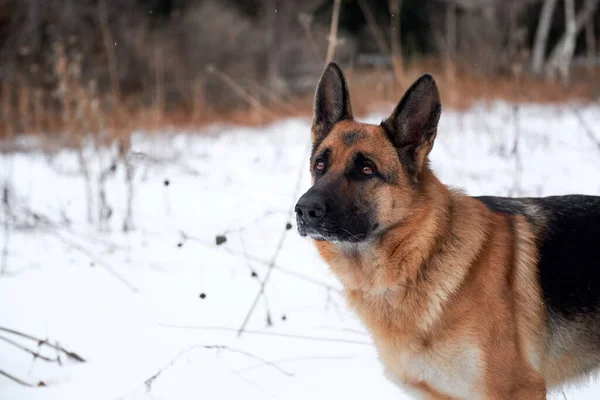 Beautiful Portrait Black Red German Shepherd Background White Snow Forest — Stock Photo, Image