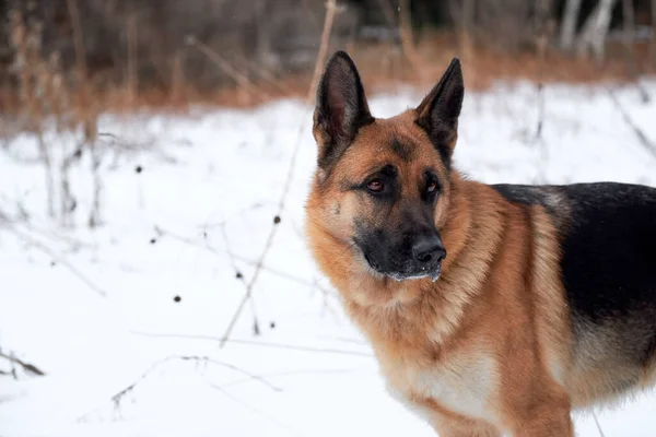 白い雪と森を背景に黒と赤のドイツの羊飼いの美しい肖像画 大型純血犬の冬の肖像画 水平バナー — ストック写真