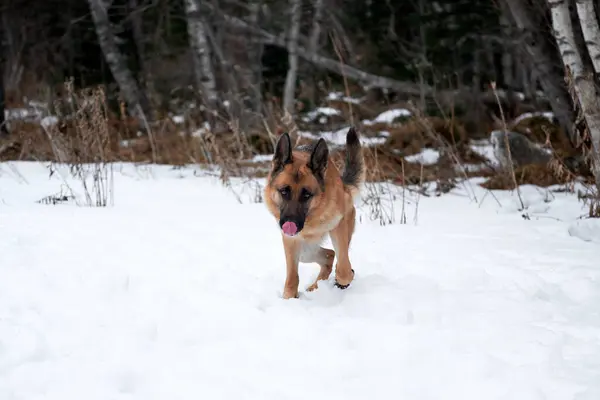 Pastor Alemão Cor Preta Vermelha Passeio Floresta Coberta Neve Inverno — Fotografia de Stock