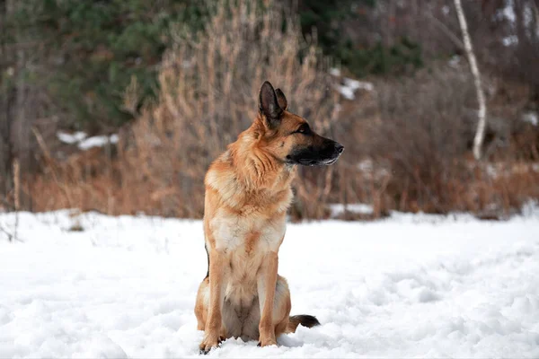 Beautiful Adult German Shepherd Black Red Color Sits Snow Background — Stock Photo, Image